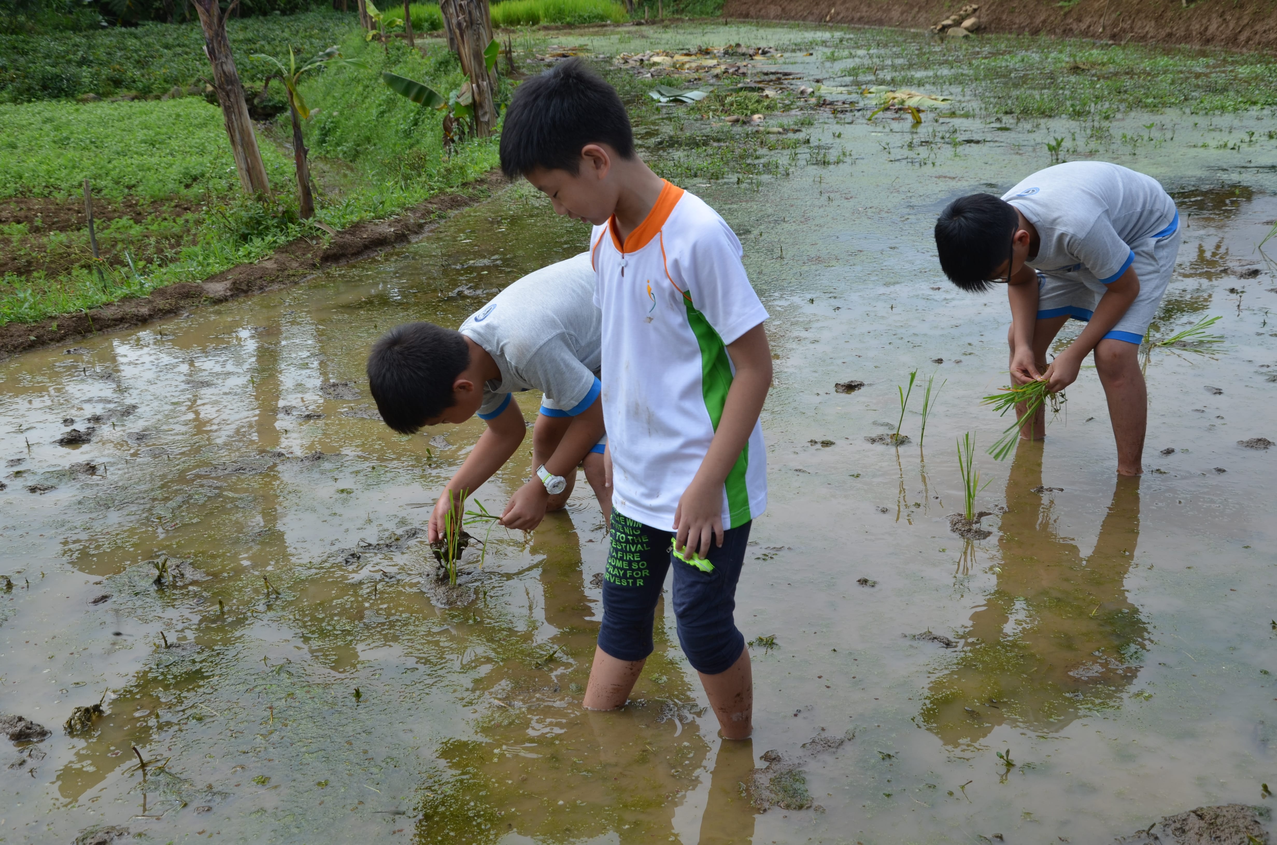 Three boys stand in a muddy rice paddy, bending to plant green seedlings in shallow water.